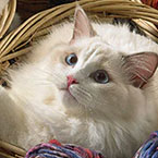 Ragdolls
