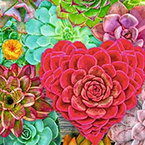 Succulent Love